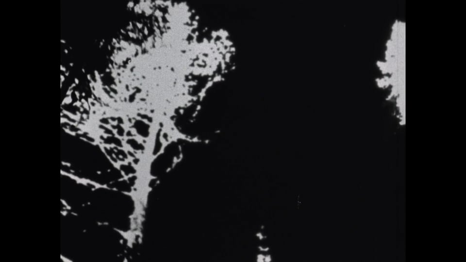 Treefall