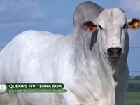 LOTE S08