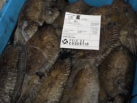 Aquest dissabte la sèpia serà la protagonista a l'Escala