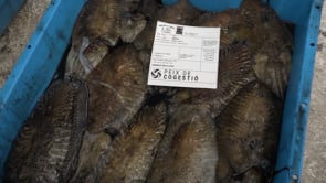 Aquest dissabte la sèpia serà la protagonista a l'Escala