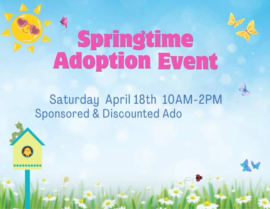 2026 Spring Adoption Event.mp4 | Videos & Movies on Vimeo