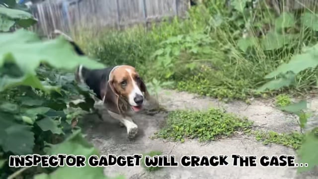 Enlarge Inspector Gadget, an adopted Basset Hound in San Antonio, TX video 5/5