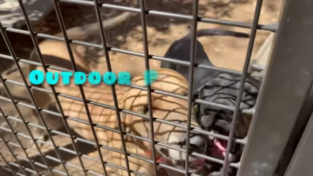 Enlarge Randy, a ADOPTABLE mixed breed in San Antonio, TX video 6/6