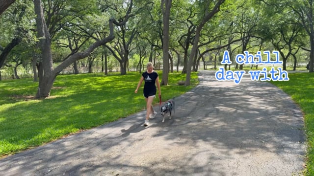 Enlarge Rae, a ADOPTABLE Australian Cattle Dog / Blue Heeler in San Antonio, TX video 6/6