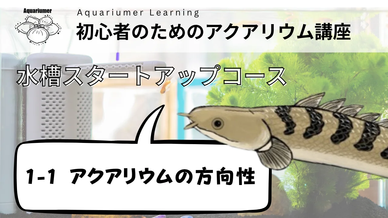 ブセファランドラおまかせセットM（7200円分） – Aquariumer｜水草