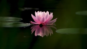 Om Mani Padme Hum