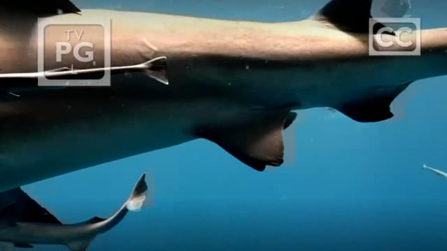 Discovery Channel Sharks of the Dead Zone video thumbnail