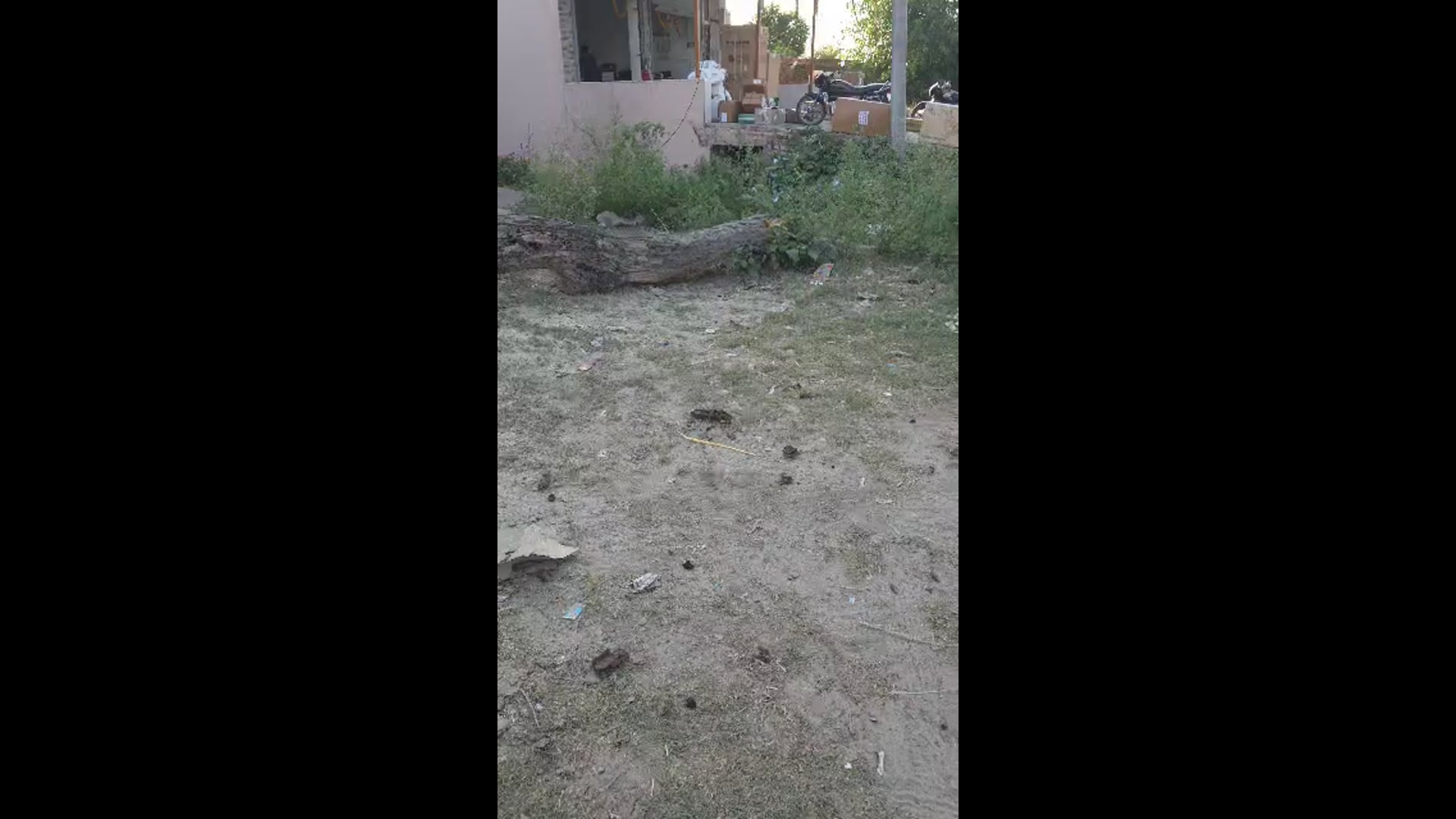 जर्जर शीशम का पेड़ गिरने से बड़ा हादसा टला, वन विभाग की लापरवाही से हुआ हादसा, लोगों में रोष