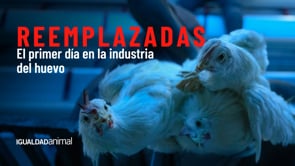 Gallinas REEMPLAZADAS: la verdad detrás de la INDUSTRIA del HUEVO