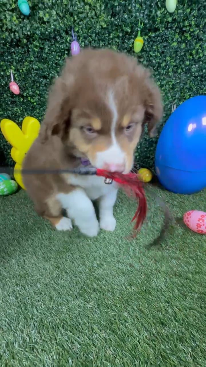 Male Mini Aussie puppy named Koda for sale at Puppy Dreams - Round Rock. video thumbnail