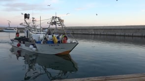 Bon temps, peix, bon preu, però el gasoil molt car