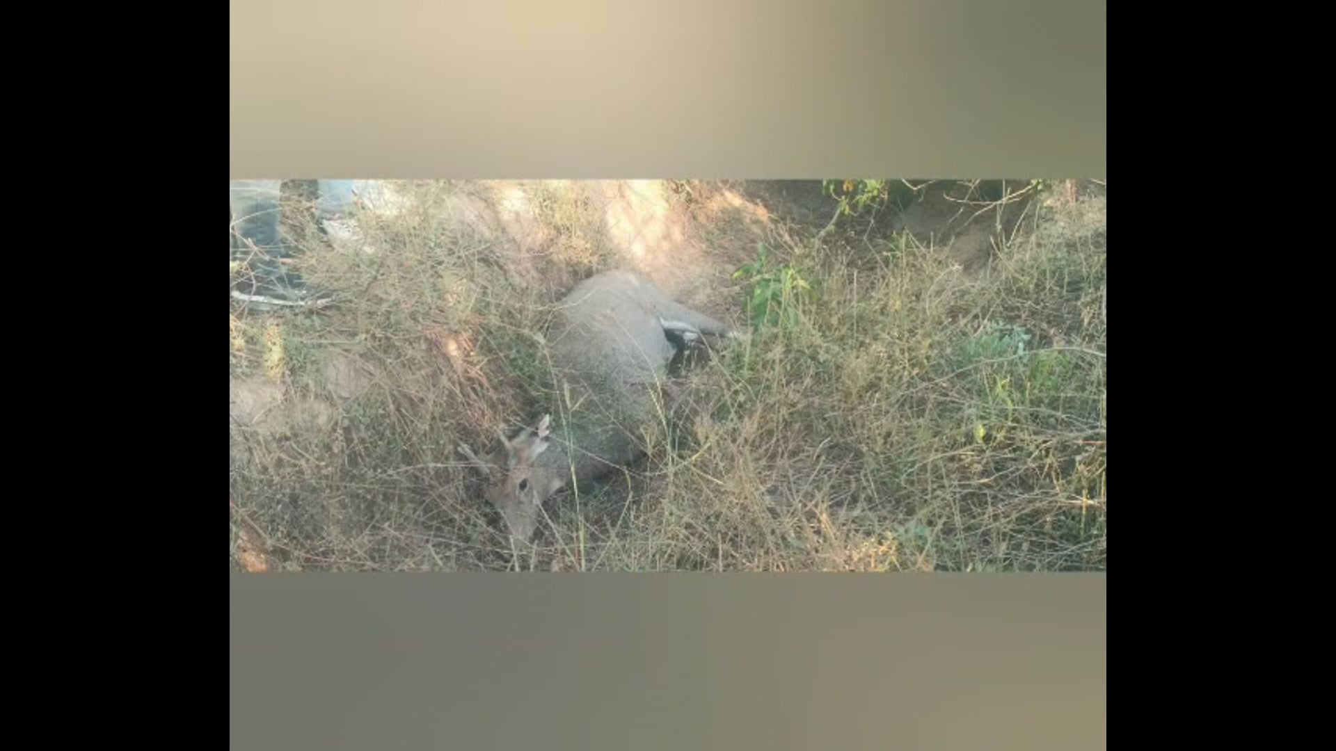 MANT-राया में वन्यजीव पर हमला: नीलगाय को गोली मारकर भागे बदमाश,,