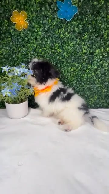 Male Pomachon puppy named *Kung Lao* for sale at Puppy Dreams - Mansfield. video thumbnail