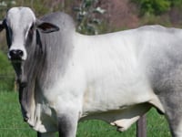 Lote 45