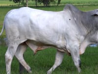 Lote 48