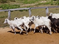 Lote 06PA
