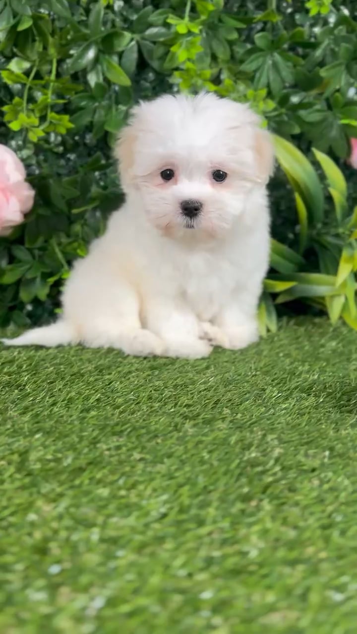 Female Malshi puppy named Zoey for sale at Puppy Dreams - Katy. video thumbnail
