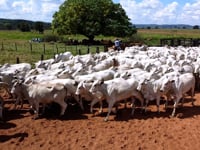 Geral<br>Lotes 01-02