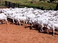 Geral<br>Lotes 05-06-07