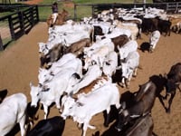 Geral<br>Lotes 08-09-10