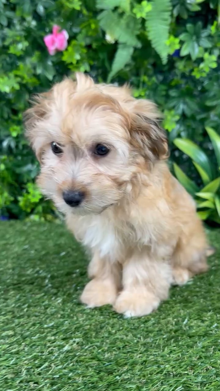 Male Havanese puppy named Mateo for sale at Puppy Dreams - Katy. video thumbnail
