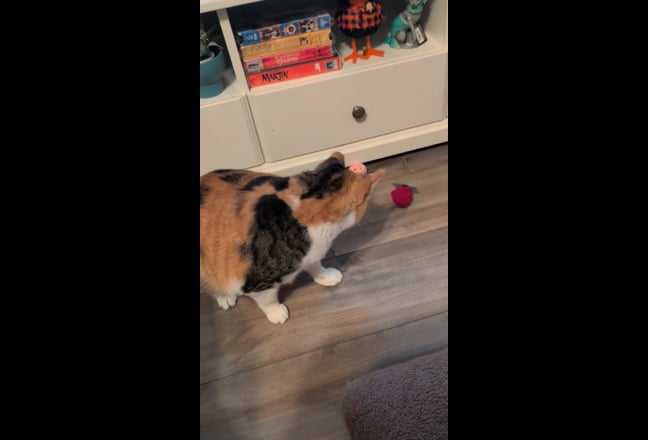 Need a Room for me and my 2 rescue cats Main Photo