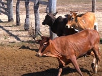 Lote 04PA