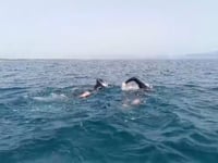 El Club Natació l'Escala - Empúries nedarà contra el càncer de mama el 2 de maig