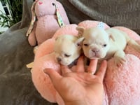 My personality & characteristics