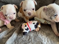 My personality & characteristics