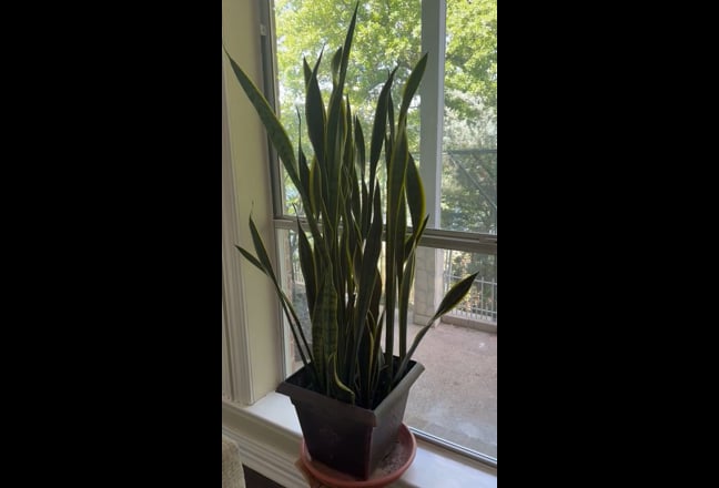 Room for rent  in South Arlington  TX Main Photo