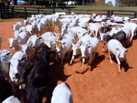 Geral<br>Lotes 14-15-16