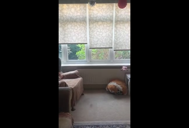 2 rooms available Beautiful home and cockapoo Main Photo