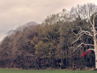 Video Image
