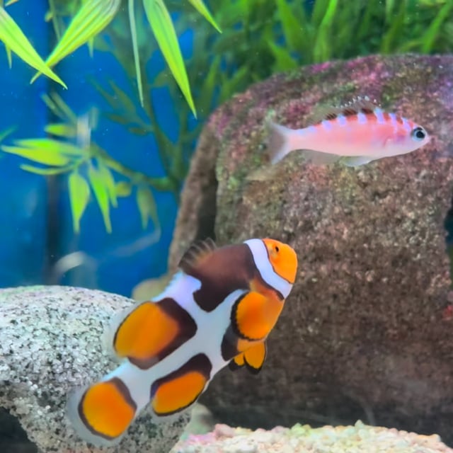 Onyx Picasso Clownfish video