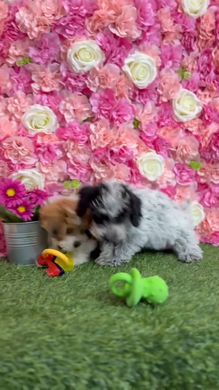 Male Lhasa-Poo puppy named Rajah for sale at Pet Express Braintree. video thumbnail