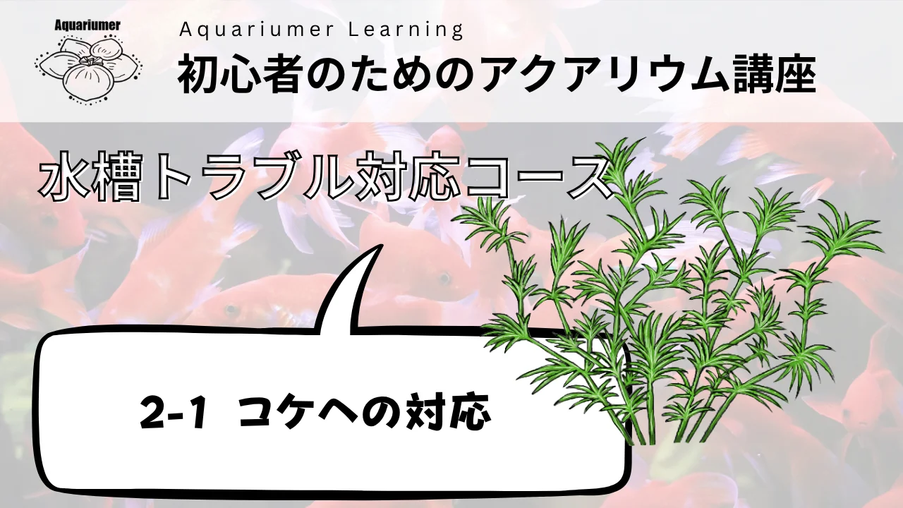 ブセファランドラおまかせセットM（7200円分） – Aquariumer｜水草