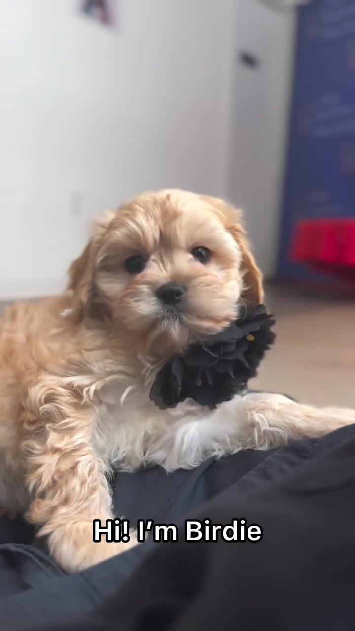 Female Cavachon puppy named Birdie for sale at The Puppy Palace CT. video thumbnail