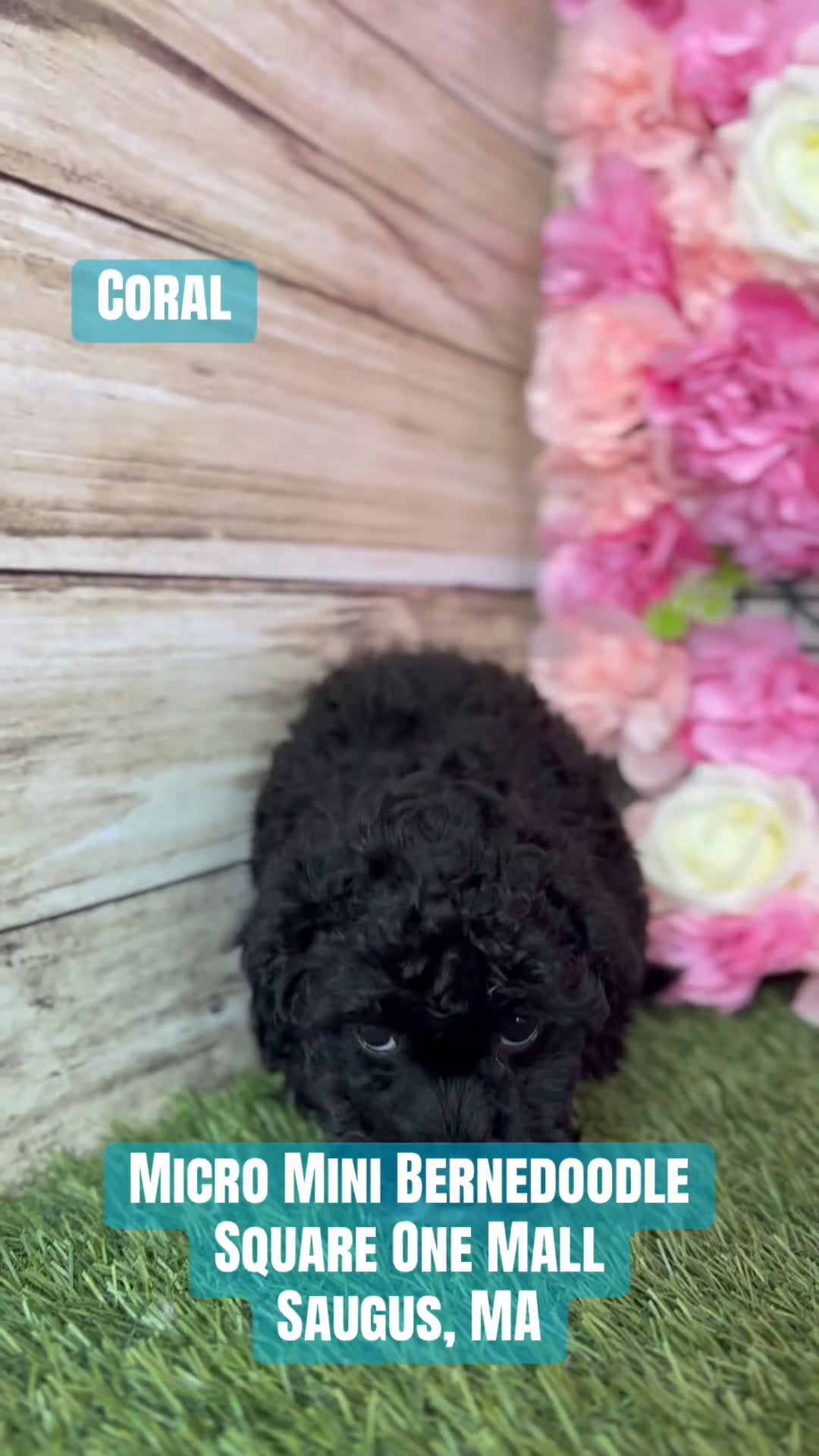 Female Micro Mini Bernedoodle F1Bb puppy named Coral for sale at Pet Express Saugus. video thumbnail
