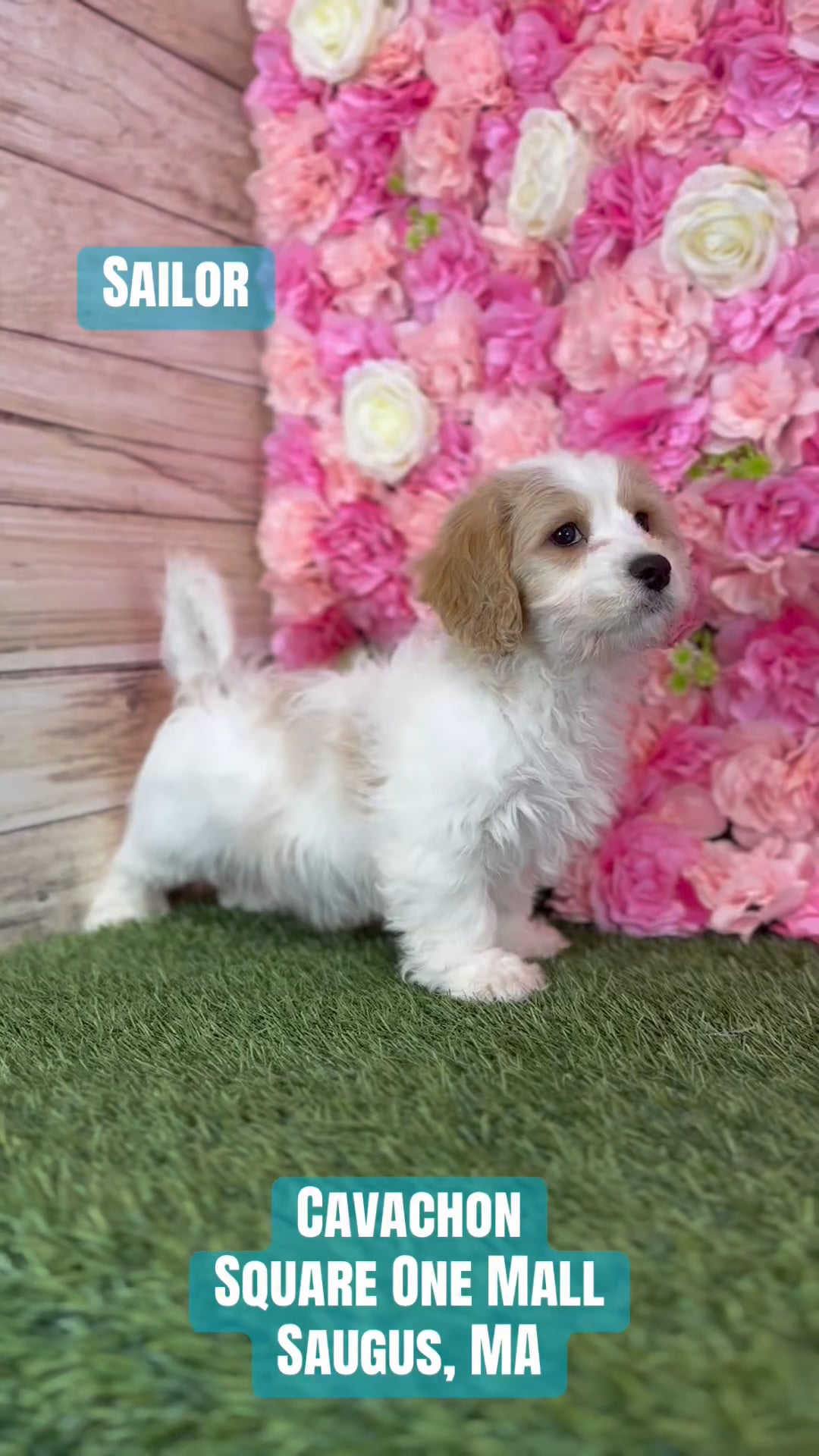 Male Cavachon puppy named Sailor for sale at Pet Express Saugus. video thumbnail