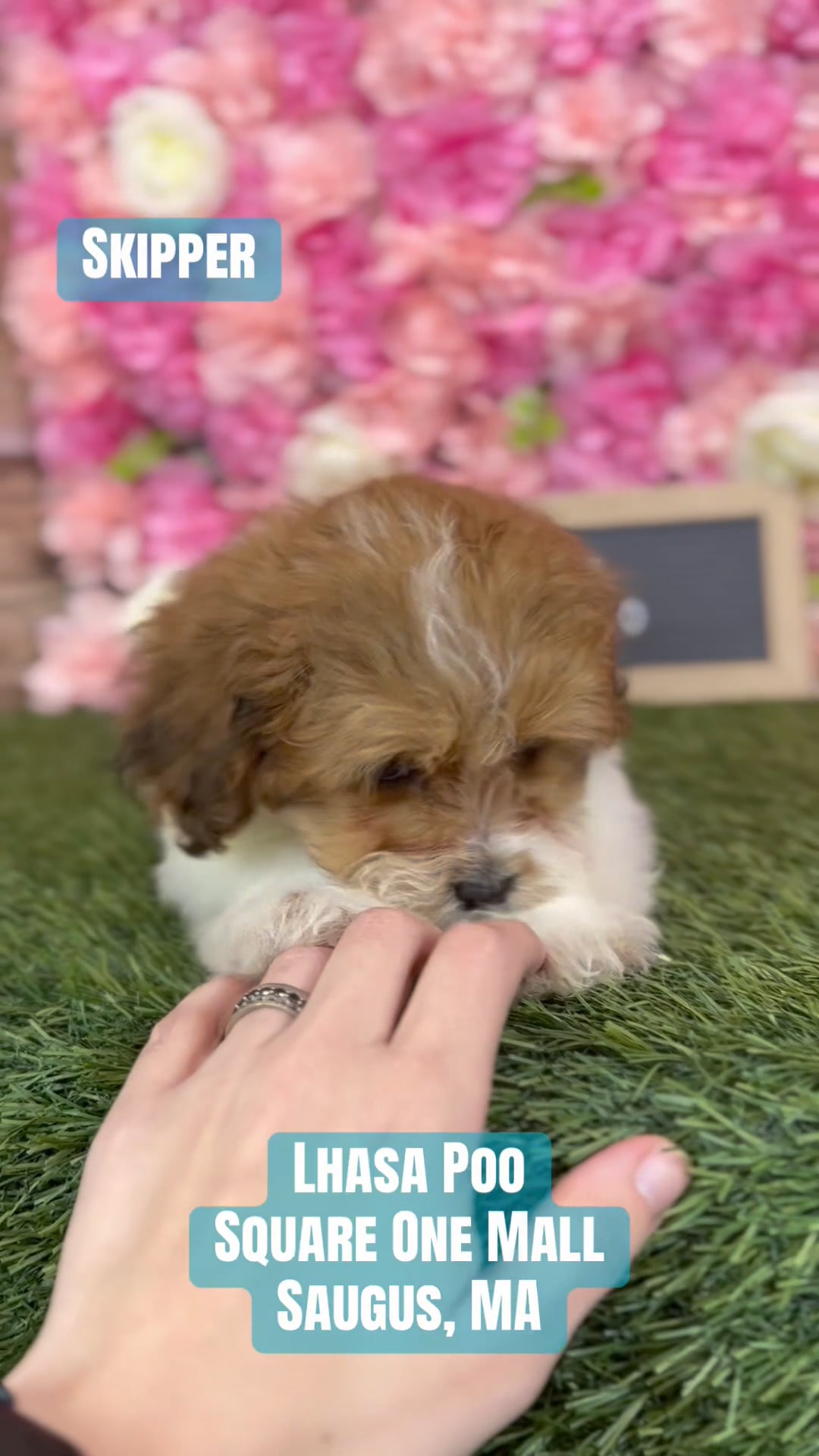 Male Lhasa-Poo puppy named Skipper for sale at Pet Express Saugus. video thumbnail
