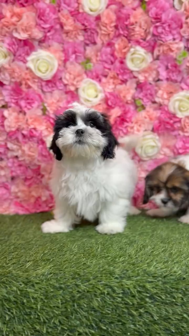 Female Lhasalier puppy named Belle for sale at Pet Express Braintree. video thumbnail
