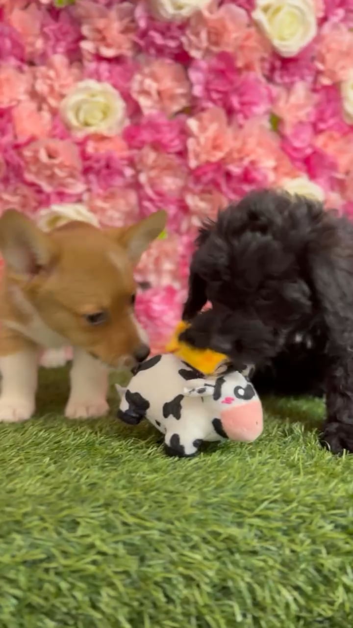 Female Pembroke Welsh Corgi puppy named Raya for sale at Pet Express Braintree. video thumbnail