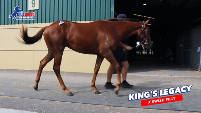 Kings Legacy x Swish FILLY