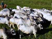 GERAL TOUROS <BR>FAZENDA MODELO