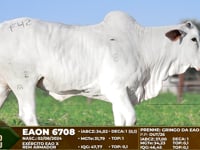 Lote F42