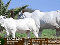 Lote F52