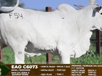 Lote F54