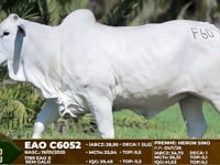 Lote F60