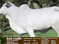Lote F66